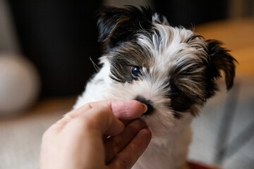 Biewer Yorkshire Terrier Dog puppy in black and white looking at the hand of his owner