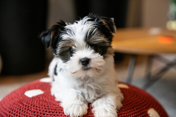 Biewer Yorkshire Terrier Dog puppy in black and white lying on a red with white dots mushroom