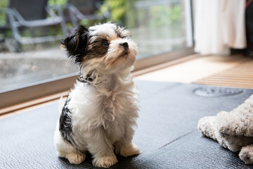 Biewer Yorkshire Terrier Dog puppy in black and white sitting indoors looking up