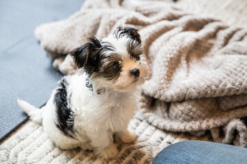 Biewer Yorkshire Terrier Dog puppy in black and white sitting indoors looking at owner