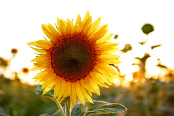 Beautiful sunflower at sunset in the field against the sky.