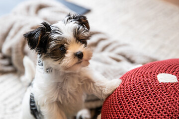 Biewer Yorkshire Terrier Dog puppy in black and white standing up indoors looking up