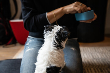 Biewer Yorkshire Terrier Dog puppy in black and white waiting for a treat seen from the back