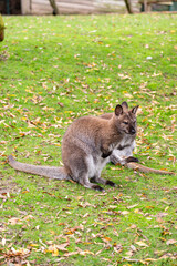 Bennet's wallaby (Macropus rufogriseus), medium-sized diprotodont marsupial of the Macropodidae family, on meadow grass