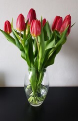 Close up of bright red tulips from Holland
