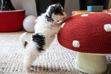 Biewer Yorkshire Terrier Dog puppy in black and white playful standing up seen from the side