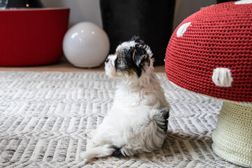 Biewer Yorkshire Terrier Dog puppy in black and white sitting beside play mushroom