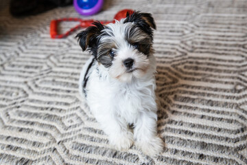 Biewer Yorkshire Terrier Dog puppy in black and white waiting to play seen from above