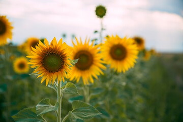 A lot of yellow sunflowers at sunset in the field.
