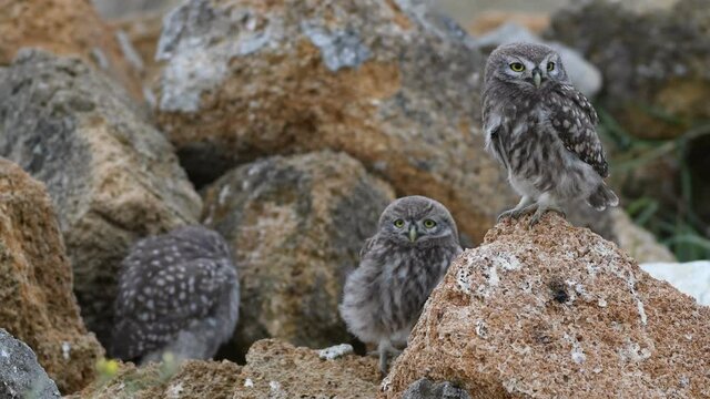 Three wild funny little owl stands on a stone. Athene noctua