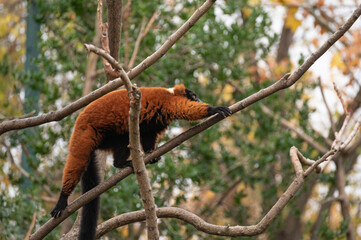 Obraz premium Red ruffed lemur (Varecia rubra), one of the 25 most endangered primates in the world, moving between trees climbing up the branches
