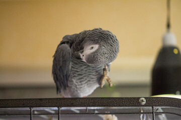 Grey parrot sitting on his cage