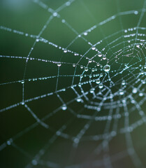 Spider web, spider, Néouvielle Nature Reserve, Vallée d'Aure, L'Occitanie, Hautes-Pyrénées, France, Europe