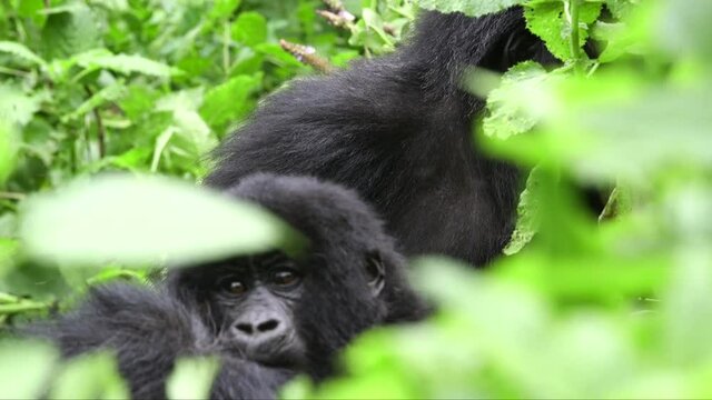 Gorilla in Rwanda chilling 