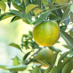 Fresh ripe tangerine mandarin orange on the tree in the orange garden orchard.