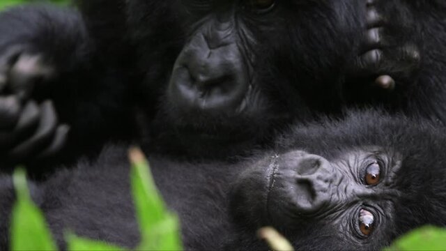 Extreme close up of Gorilla in Rwanda