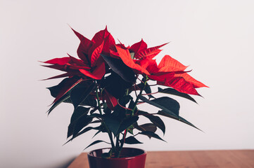 Christmas Poinsettia in ceramic pot. Christmas traditional red flower on white wall background