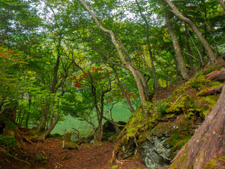Fototapeta na wymiar Forest in lakeside (Tochigi, Japan)