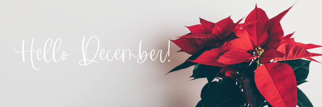 Hello December text. Christmas Poinsettia in ceramic pot. Christmas traditional red flower on white wall background, banner size