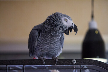 Grey parrot sitting on his cage