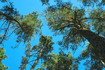 Crowns of trees in a pine forest against a blue sky with the sun