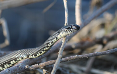 Snakes on the river in dry grass in spring