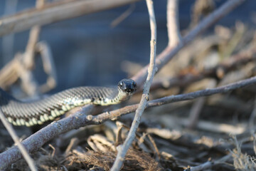 Snakes on the river in dry grass in spring