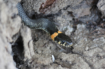 Snakes on the river in dry grass in spring