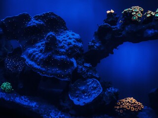 coral reef in the sea
