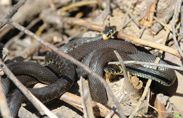 Snakes on the river in dry grass in spring
