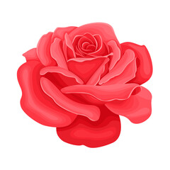 Red blossoming rose isolated on white background. Flower head. Vector illustration in cartoon flat style. Icon.