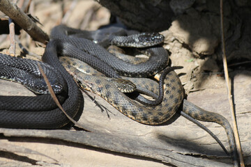 Snakes on the river in dry grass in spring