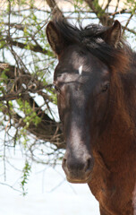 horse head in nature in summer