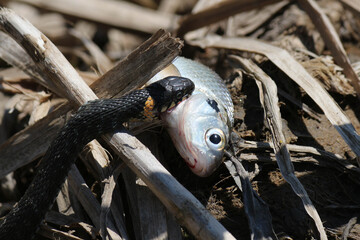 The snake already has fish on the river