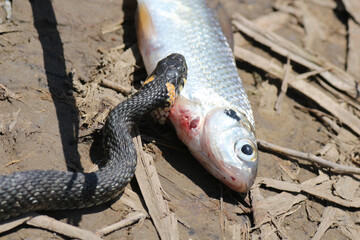 The snake already has fish on the river