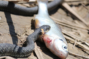 The snake already has fish on the river