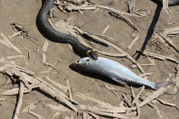 The snake already has fish on the river