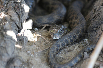Snakes on the river in dry grass in spring