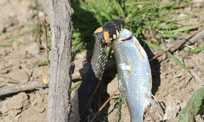 The snake already has fish on the river