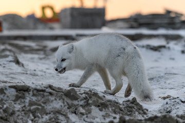 Obraz na płótnie Canvas Arctic fox in winter time in Siberian tundra at sunset.
