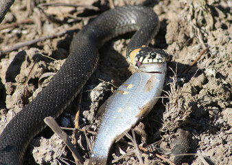 The snake already has fish on the river