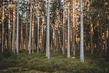 La forêt hivernal