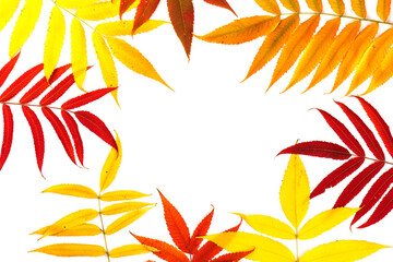 Fototapeta na wymiar Red, green and yellow leaves of smoouth sumac isolated on white background. Autmn concept. Space for text