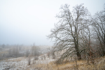 Obraz na płótnie Canvas A ravine on the edge of an oak forest is shrouded in fog