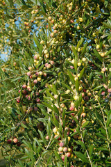 Olives in a branch.