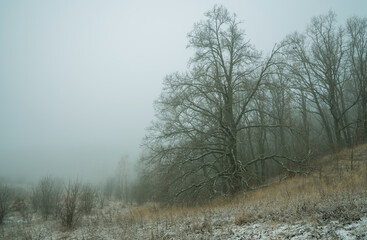 A huge oak tree on the edge of the forest is shrouded in fog at noon