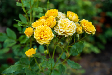 Fresh flowers growing in the yard. Plants blooming period.Blurred foreground and soft focus on flowers in the garden.Backgrounds for designers with vivid color flowers.Yellow roses.