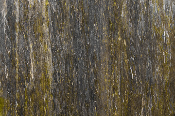 Obraz premium Green mold on a dark wood backgroun