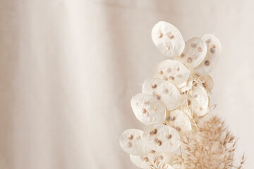 Fototapeta na wymiar Dry lunaria on a pastel beige background. dry seed pods of lunaria with seeds visible. Floral minimal home interior boho style. Lunaria annua, moonwort. Selective focus