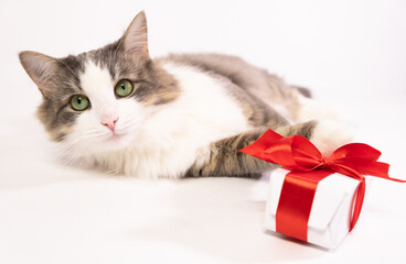Cat with a gift on a white background with place for text. Marry Christmas, Valentine's Day is sweet and romantic.
